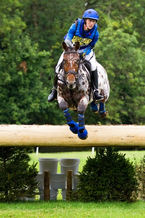 Beautiful spotted horse