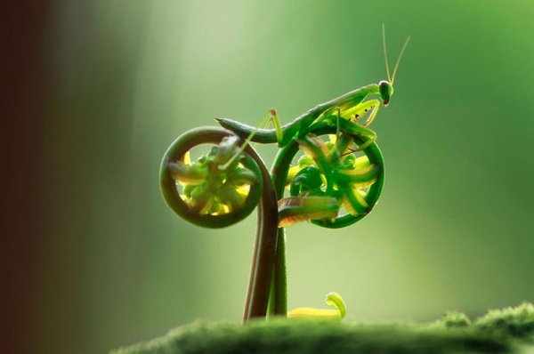 Cool stick insect