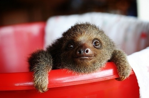 Baby sloth