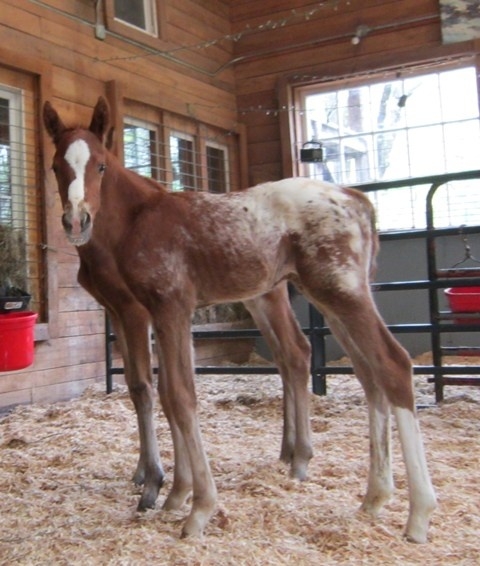 Young foal