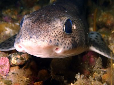 DiveClub Northern Ireland