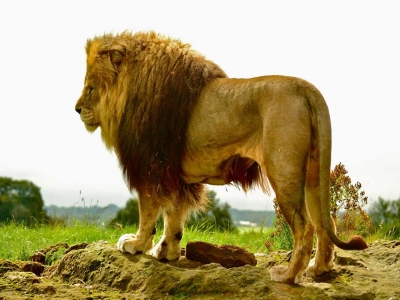 ZSL Whipsnade Zoo