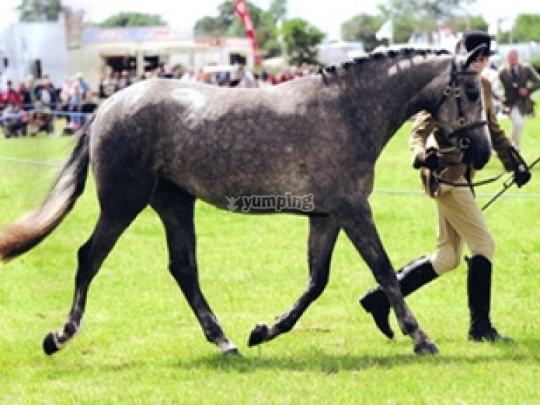 Nottingham Riding Centre, prices and bookings 2024