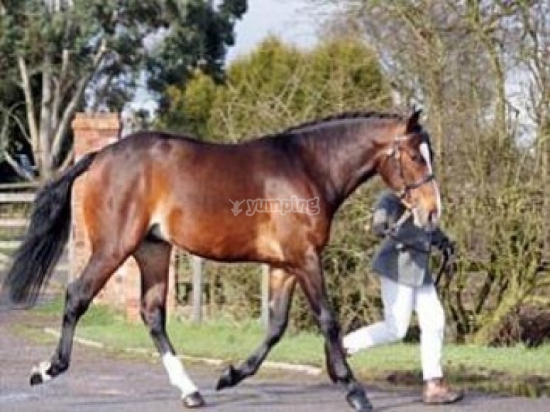 Nottingham Riding Centre, prices and bookings 2024