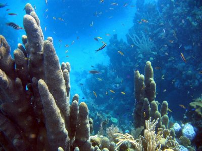 Discover Scuba Diving