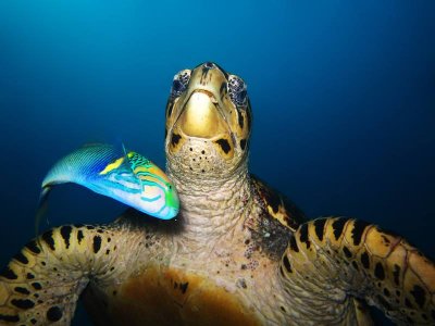 4-Day Open Water - Full Certification in Reading