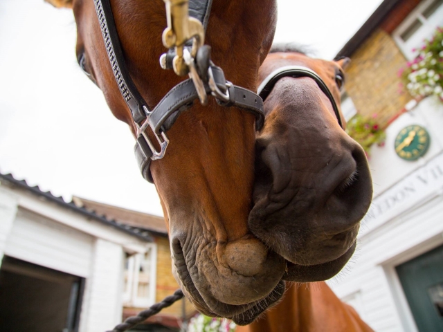  Tenemos los caballos más hermosos 