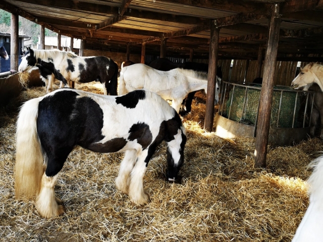 We have the most beautiful horses