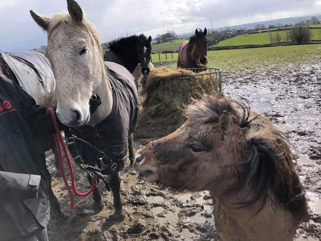 Lovely horses