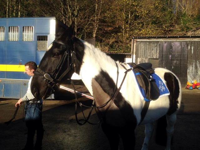  ¡Ven y conoce a nuestros caballos! 