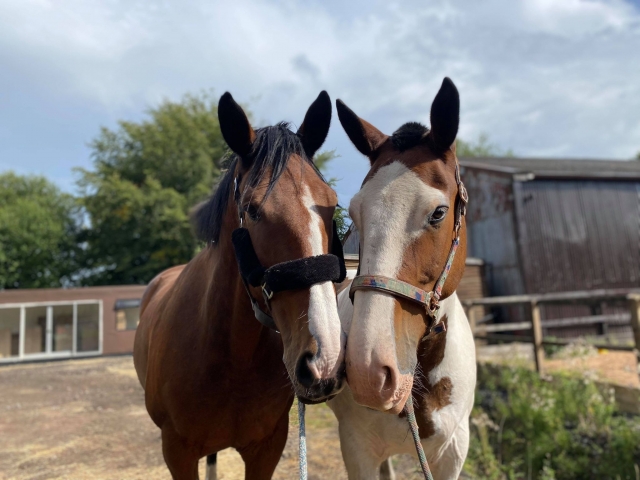  encantadores caballos 