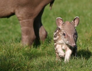 Marwell Wildlife