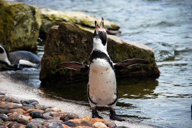 Amber the Humboldt penguin