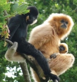 We have 5 species of gibbon