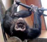 Chimpanzee