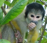 Squirrel Monkey