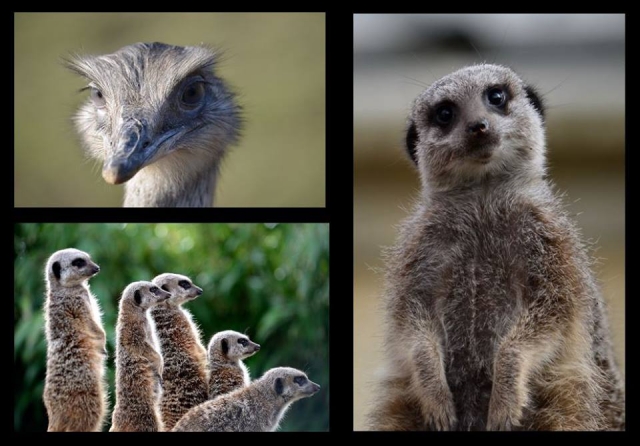 Exotic animals