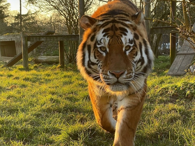 Endangered amur tigers