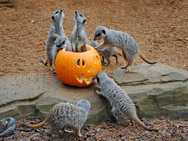 Seasonal fun