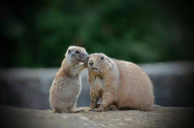  Prairie Dogs 