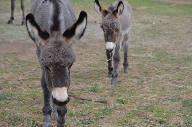  Donkeys 