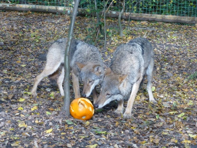 Wolves