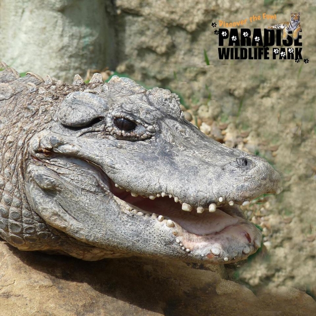 Alligator
