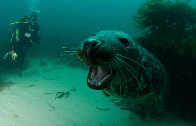  Você pode ver muita vida selvagem quando você vai mergulhar 