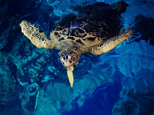  Schildkröten 