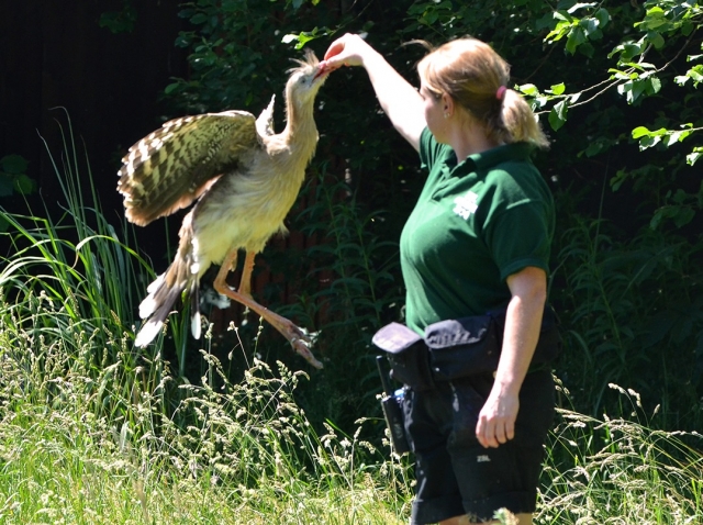  Tierpfleger und Vorführungen 