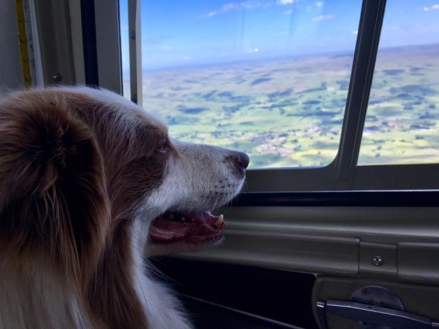  Sogar der Hund hat eine tolle Zeit 