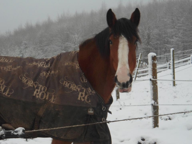 One of our horses
