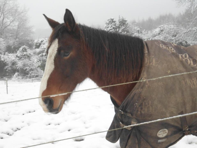 One of our horses