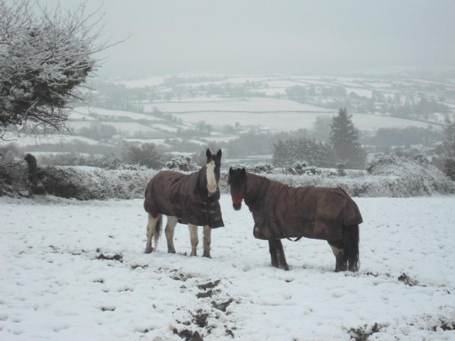 Our horses