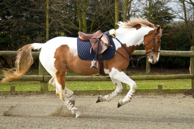  Entrenamiento para los caballos también en los establos de Gwydyr Riding & Trekking Stables 