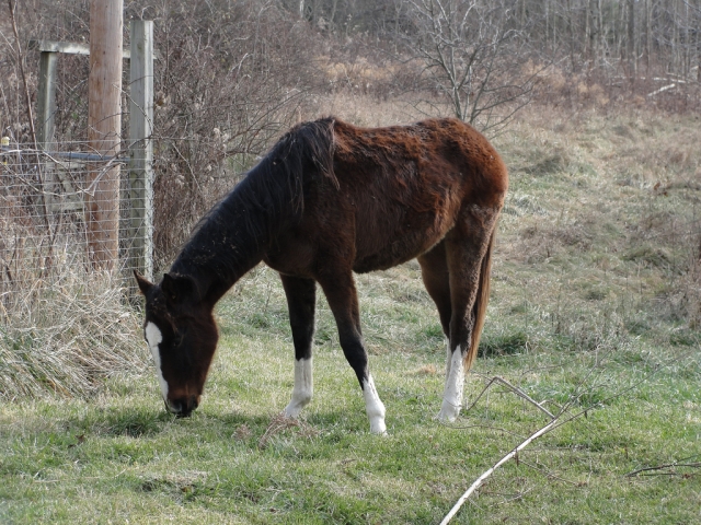  Ven a visitarnos en Gwydyr Stables Riding & Trekking Stables. 