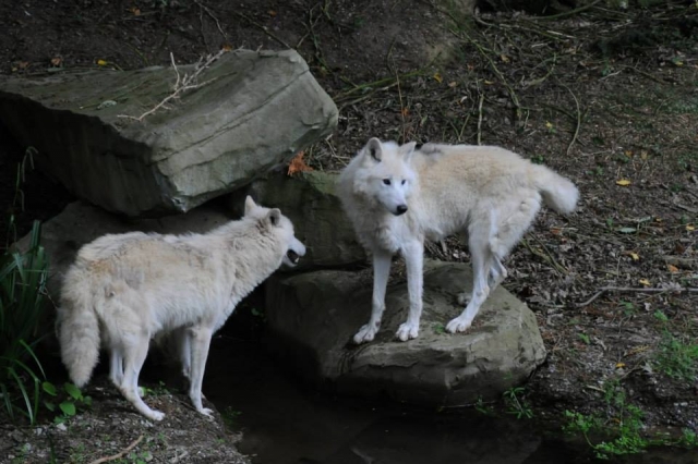 Hudson Bay white wolves