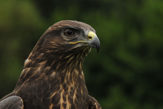 A Common Buzzard