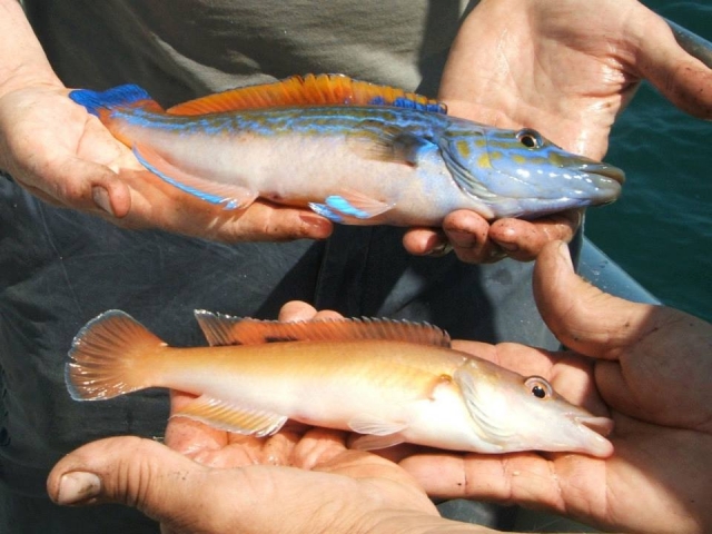  Cuckoo Wrasse 
