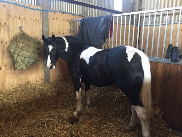  Incontra tutti all'Albourne Equestrian Centre! 