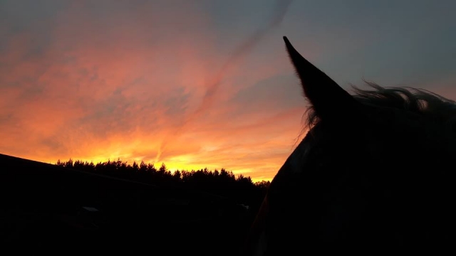 Enjoy the beautiful sunset with the best company at Breach Lane Equine Centre