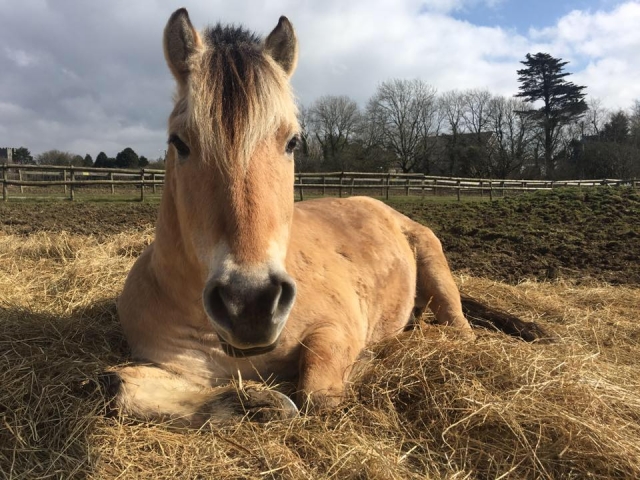  ¡Conoce a nuestros hermosos caballos!