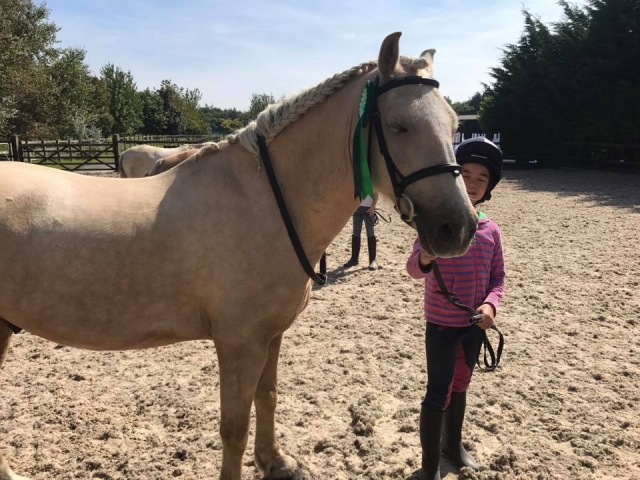Meet our beautiful horses! 