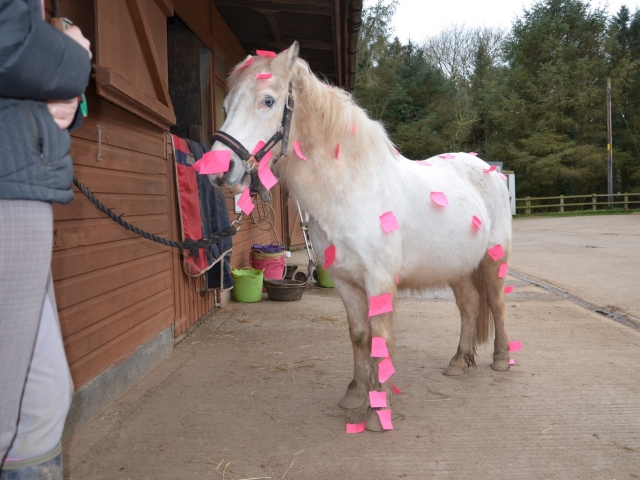  Pony Club e attività per bambini 