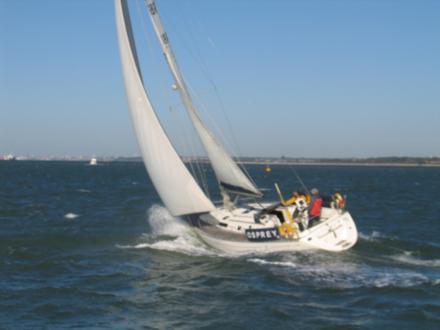 Osprey in the Solent