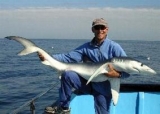 Shark fishing