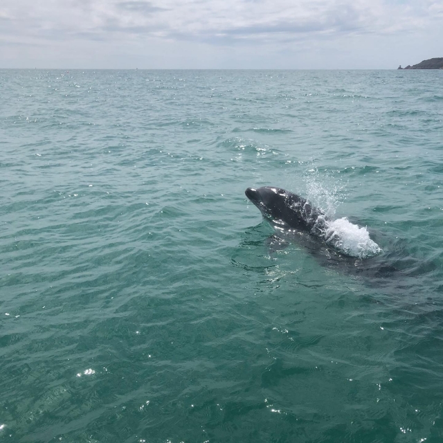 Dolphins in abundance!
