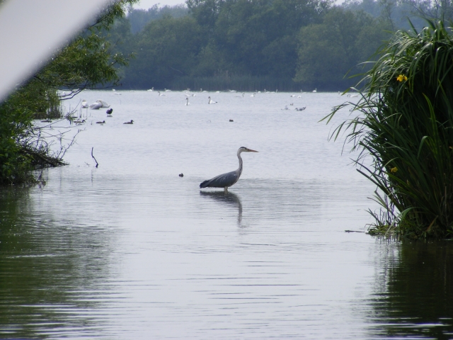  Specie fluviali nel loro habitat reale