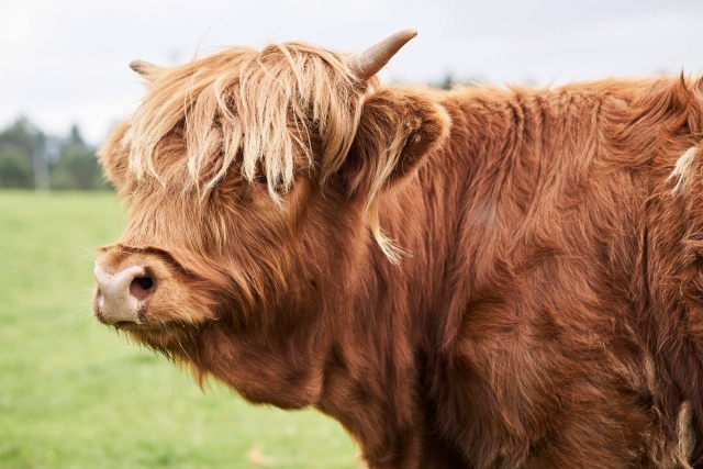  Animais bonitos o acompanharão 