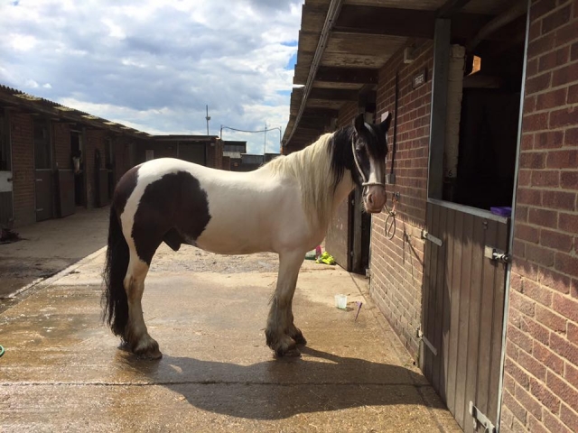 one of our horses at Willowbrook Riding Centre